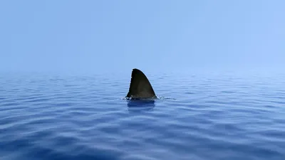Популярное видео с акулой у берега моря оказалось снято не в Сочи, а в  Италии - KP.RU