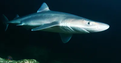 Какие акулы обитают в Черном море | Пикабу