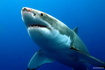 Выживают немногие – почему акулы никогда не заплывают в Черное море, что их  сдерживает | ВКонтакте