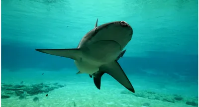 Бояться или нет: может ли акула заплыть в Черное море?