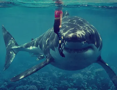 Фотография акулы в черном море на обоях для телефона: воплощение океанского  величия | Есть ли акулы в черном море Фото №1304876 скачать
