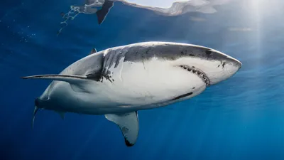 Почему акулы не нападают на людей в Чёрном море — Ferra.ru