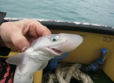 Есть ли акулы в Сочи — Какие акулы водятся в Черном море