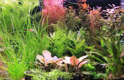 Аквариум с живыми растениями у Вас дома