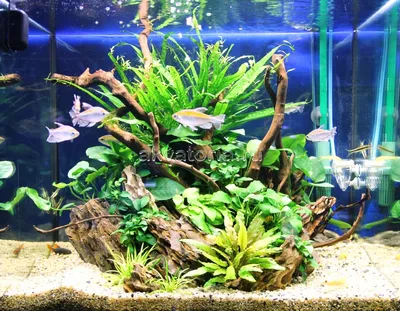 Аквариумные растения — какие растения выбрать для аквариума, ТОП для  начинающих | Laguna