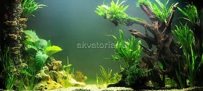 Растения для аквариума