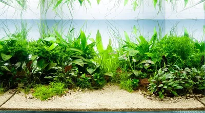 Рыбкин Дом » Аквариум с живыми растениями в жилой комнате частной квартиры