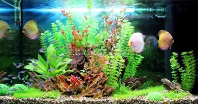 аквариум с различными водяными растениями и водорослями Иллюстрация штока -  иллюстрации насчитывающей генеративно, декор: 275911395