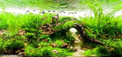 Растения для аквариумов - Florariumplants