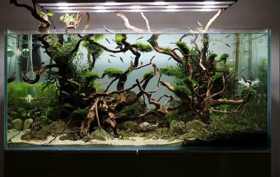 Открытые аквариумы: особенности оформления и содержания растений и рыб