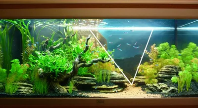 Фото аквариумов с растениями фото