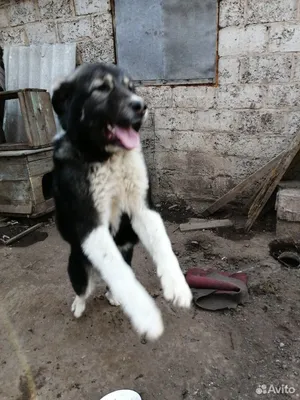 Цезарь - 1 год - Породистая - Алабай (Среднеазиатская овчарка) - Московская  область Одинцово - собаки в добрые руки