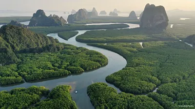 Амазонка — река с характером | Гульфик | Дзен
