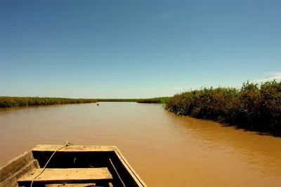 Река амазонка» — создано в Шедевруме