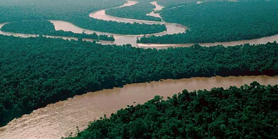 Животные реки амазонки - 71 фото