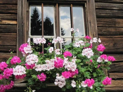 Пеларгония плющелистная (Герань) (Pelargonium peltatum) в кашпо d-23 см,  каталог, цены, фото - купить в Москве