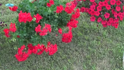 Герань / Пеларгония (Pelargonium) - хороша и на подоконнике и в летнем саду