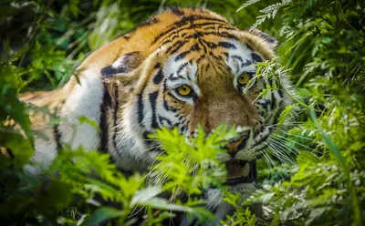 Фото амурского тигра в природе фото
