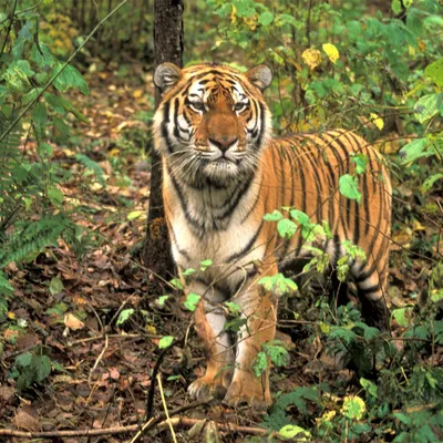 Кто такой амурский тигр?