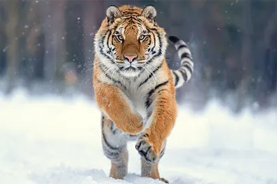 Как возрождается популяция амурского тигра - Российская газета