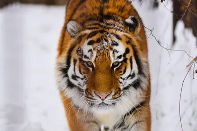 В зоопитомник под Волоколамском привезли Амурского тигра