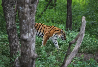 Тигр в природе (55 фото) - 55 фото