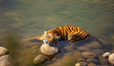 Редкие кадры охоты амурского тигра запечатлела фотоловушка - goldenmost.ru