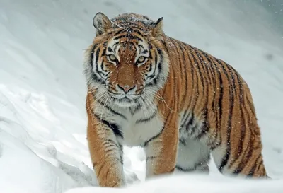 Число амурских тигров на \"Земле леопарда\" существенно выросло - Новости РГО