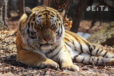 Тигр в природе (55 фото) - 55 фото