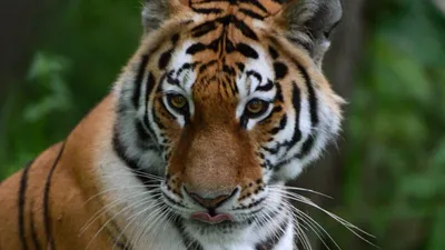 Тигр в природе - красивые фото