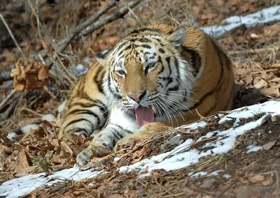 В рижском зоопарке больше всего рад снегу амурский тигр Аугустс - nra.lv