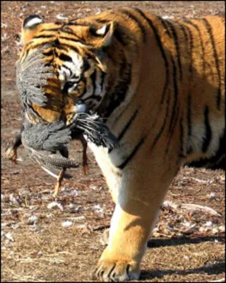 Телебашню в Твери окрасят в цвета амурского тигра - ТИА