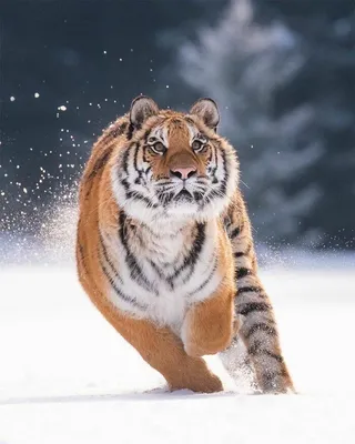 Самая крупная кошка в мире - Амурский тигр | ВКонтакте