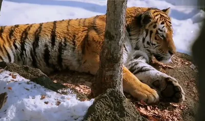 Тигров в Китае изводят на лекарства - BBC News Русская служба