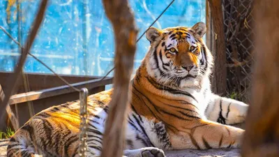 Видео: один день из жизни амурского тигра. Новости - cахалинский  зооботанический парк.