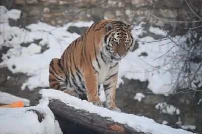 Путин поблагодарил ученых, защищающих амурского тигра на Дальнем Востоке