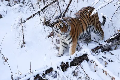 Больший амерический тигр в дикой природе Стоковое Изображение - изображение  насчитывающей мало, бобра: 158757577