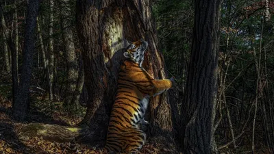 Хищный, умный, полосатый: 11 фактов о тиграх - Телеканал «О!»