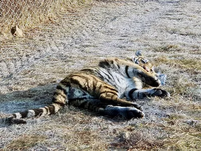 Фото тигра из Приморья стало лучшим на конкурсе британского Музея  естественной истории – Военно-охотничье общество