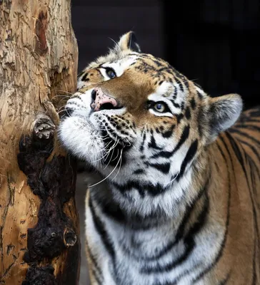 Три тигра вернулись в дикую природу | Фонд «Феникс»