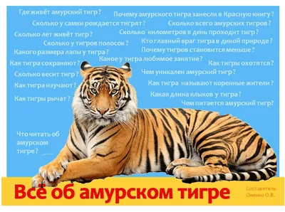 Амурского тигра вернули в тайгу в Приморье после реабилитации - Дальний  Восток || Интерфакс Россия