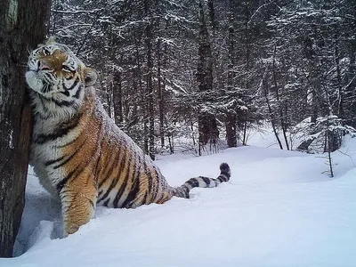 Снимок амурского тигра из Приморья стал лучшей фотографией дикой природы -  РИА Новости, 14.10.2020