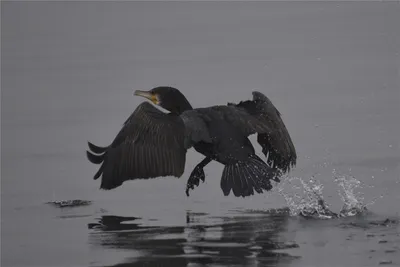 Японский баклан (Phalacrocorax capillatus)