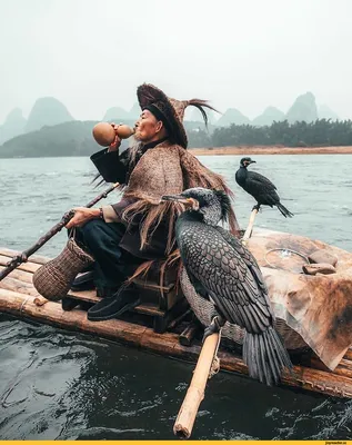 Баклан птица рыболов | Мир Животных | Дзен