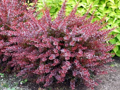 Барбарис Тунберга `Атропурпуреа Нана`, Berberis thunbergii `Atropurpurea  Nana`