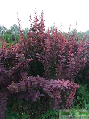 Berberis thunbergii 'Orange Tower', Барбарис Тунберга 'Оранж  Тауэр'|landshaft.info