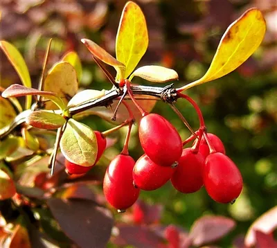 ☆Барбарис Тунберга Atropurpurea☆ купить в Екатеринбурге | «Арт-Ландшафт»