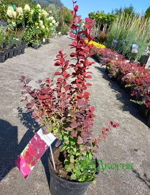 Барбарис тунберга (Berberis thunbergii erecta) Купить в Симферополе |  Садовый центр Фрея, Крым