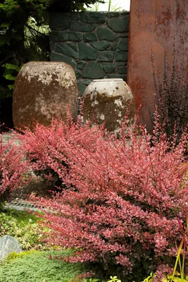 Барбарис Тунберга Harlequin - Барбарис - GardenPlants