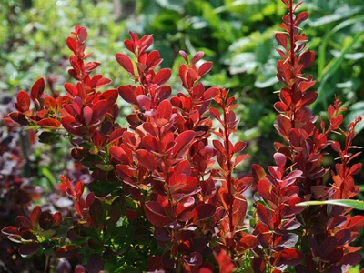 Berberis thunbergii 'Florence', Барбарис Тунберга 'Флоренс'|landshaft.info